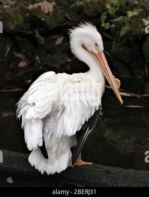 White Pelican bird close-up profile view standing on a log with foliage background displaying fluffy white feathers plumage, long beak, head, eye. Stock Photo