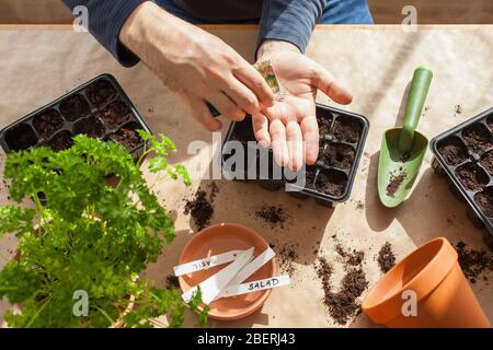 gardening, planting at home. man sowing seeds in germination box Stock Photo