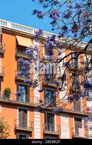 Purple Flowering Trees In The Center Of Barcelona City In Spain Stock Photo