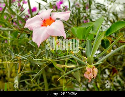 Mandevilla Sundaville Cream Pink flowers Stock Photo