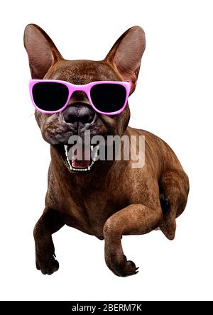 3D rendering of a brindle French bulldog in a pink sunglasses isolated on white background Stock Photo