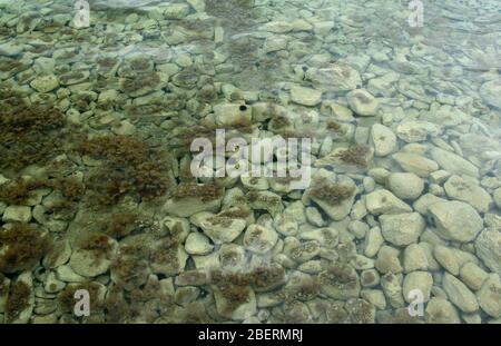 Sea urchins in crystal clean water Stock Photo