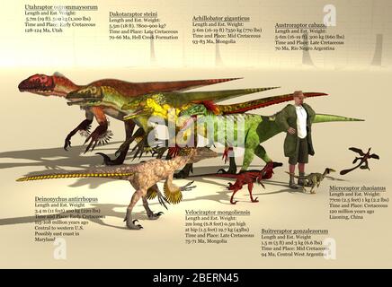 Size reference chart of Dromaeosaurs from around the world. Stock Photo