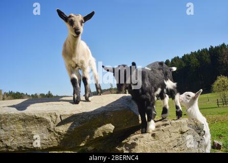 Goats trio playing on a farmland outdoors Stock Photo