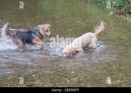 Young terrier and a poodle running into the river. Two happy dogs are playing in the cold water of a small river on a sunny day, Leitha river, Austria Stock Photo