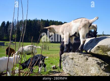 some young goats playing on farm land Stock Photo