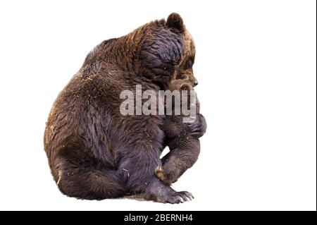 Female brown bear, sitting with a bear cub on a white background. Stock Photo