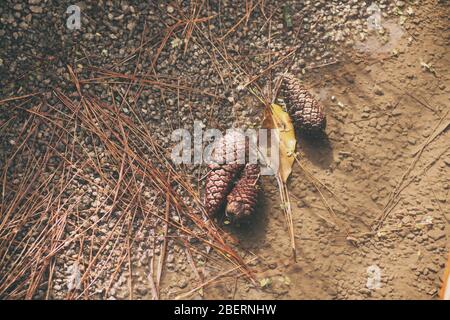 Two Pine cones on the ground. Background Stock Photo