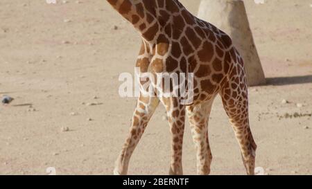 The body of a giraffe in the zoo on a sunny day. Stock Photo