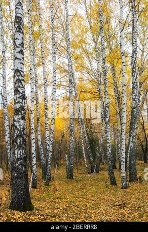 Autumn landscape with a view of the trunks of birch trees and fallen leaves in a birch grove Stock Photo