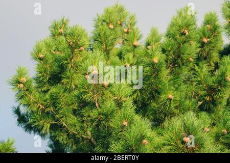 Ripe cedar cones on cedar branches against the sky Stock Photo
