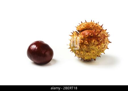 Chestnuts close-up isolated on a white background Stock Photo