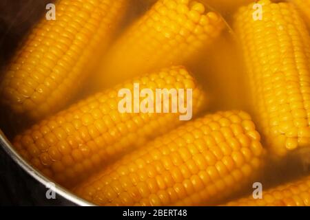 Ripe corn cobs are boiled in a pan Stock Photo