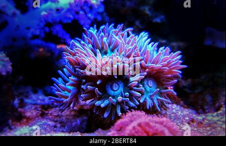 Duncanopsammia is a large polyp stony (LPS) coral - Duncanopsammia axifuga Stock Photo