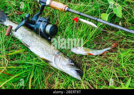 Fishing still life. Spinning with spoon and caught fish on the grass Stock Photo
