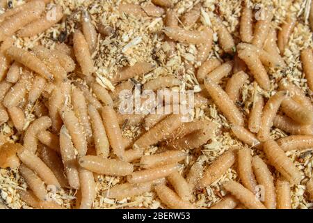 Fishing bait maggots in wood sawdust close-up Stock Photo