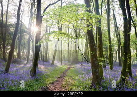 Path through a Bluebell Woodland, Cornwall Stock Photo