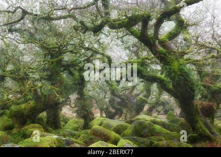 Wistman's Wood in the mist Stock Photo