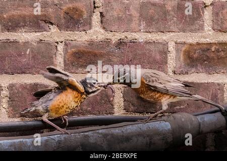 American Robin Fledgling, Turdus migratorius, with adult feeding it worms in New York City, urban wildlife, United States of America Stock Photo