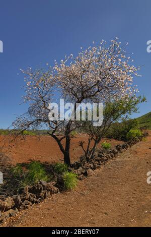 Almond tree blooming, (prunus dulcis), pathway with  afternoon sunlight and blue sky, Santiago del Teide, Tenerife, Canary islands, Spain Stock Photo