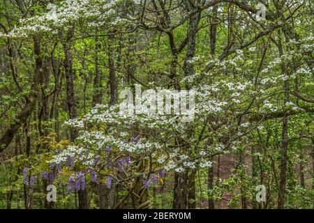 A white flower dogwood tree with purple wisteria in the background hanging on a vine in the woodlands blooming in early springtime Stock Photo