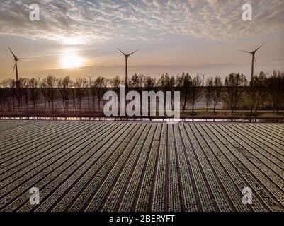 Windmill park green energy in the Netherlands, wind mill turbine generator farm Stock Photo