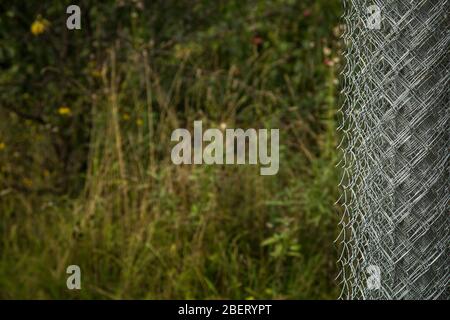 Rabitz grid in a roll on in garden. Selective focus. Free space for text Stock Photo