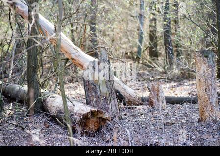 Dead Trees in the forest This photo depicts drought conditions and Climate Change. Location is Ukraine, Kyiv Stock Photo