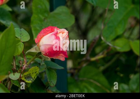 single pink rose on a rosebush. Great copy space Stock Photo