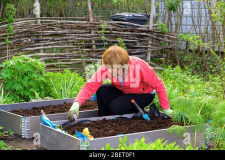 A woman sowing in a home garden, Vingåker, Södermanland, Sweden Stock Photo