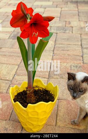 Amaryllis, large red flowers, yellow ceramic pot, Tonkinese cat, pet, feline, animal, trumpet-shaped, 2 buds, subtropical, 4 blossoms per stem, showy, Stock Photo