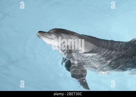 dolphin close up Stock Photo