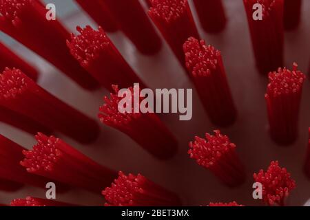 enlarged image of a brush with red plastic bristles Stock Photo