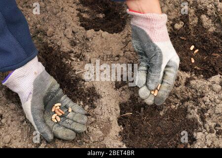 Spring gardening. Manual sowing of beans on the bed. Stock Photo