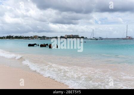 Horses swimming and cooling in the ocean after horse riding Stock Photo