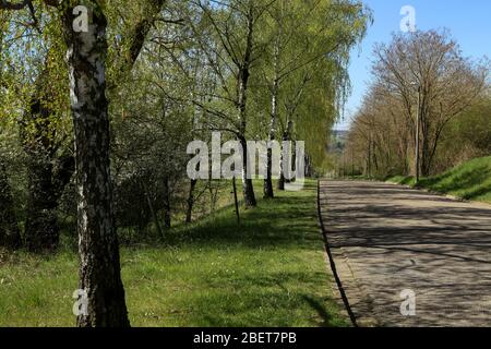 Birch alley along the road in spring Stock Photo