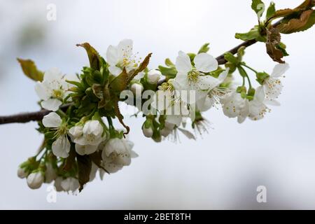 Branches of cherry blossoms against the sky. Stock Photo