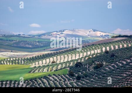 Andalusian hills with extensive olive groves with some holm oaks between them and green cereal fields Stock Photo
