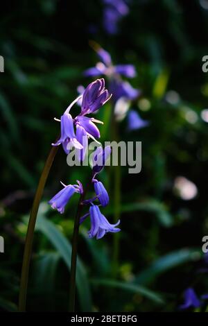 Bluebells (Hyacinthoides non-scripta) flowering in an English woodland Stock Photo