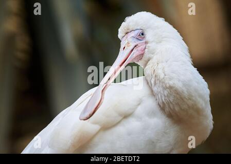 Roseate spoonbill closeup ( Platalea ajaja ) Stock Photo