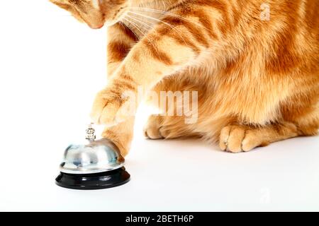 Ginger cats paw about to ring a service bell for attention Stock Photo