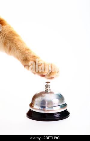 Ginger cats paw about to ring a service bell for attention Stock Photo