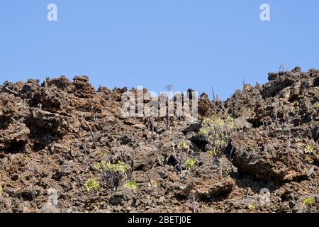 New plants on a volcanic rock under a blue sky Stock Photo