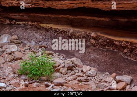 Rock walls and vegetation in Blacktail Canyon, Grand Canyon National Park, Arizona, USA Stock Photo