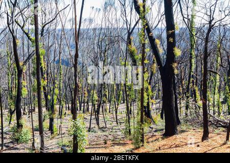 Tree regeneration in The Blue Mountains after the Australian bush fires Stock Photo
