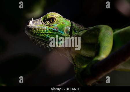 A Green Iguana resting in the sun in Tamarindo, Guanacaste, Costa Rica. Stock Photo