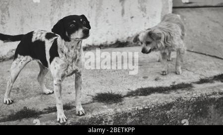 Hungry street dog in Mexico happily waits for food from a kind girl, black and white photo of abandoned dogs. Stock Photo