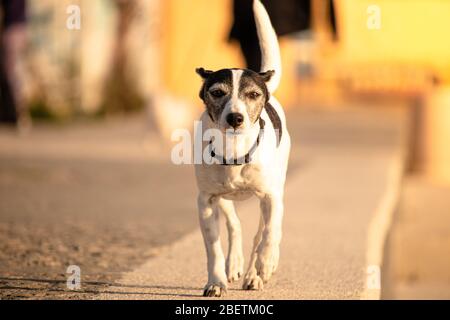 Toy fox terrier small black and white dog happily running towards the camera. Black leash on a stone surface, bright sunny day, orange glare in the ba Stock Photo