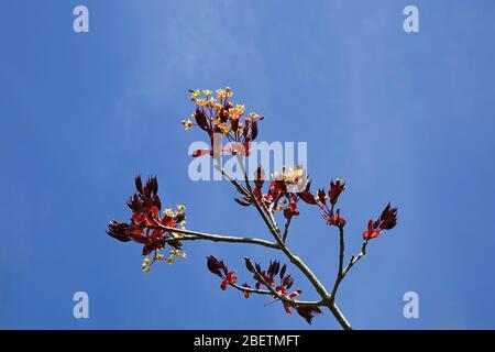 Acer buds and leaves bursting out on a sunny spring day against a brilliant blue sky Stock Photo