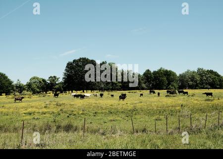 Black and brown cows grazing in an Alabama, United States, pasture. Stock Photo